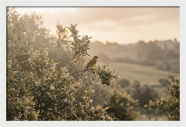 Oriole On Blooming Orange Tree Branch