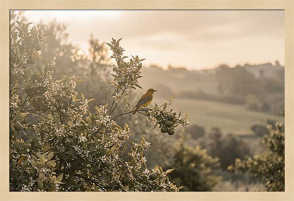 Oriole On Blooming Orange Tree Branch
