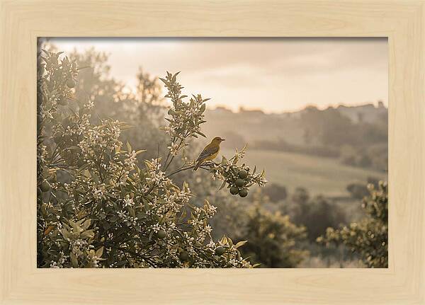 Oriole On Blooming Orange Tree Branch