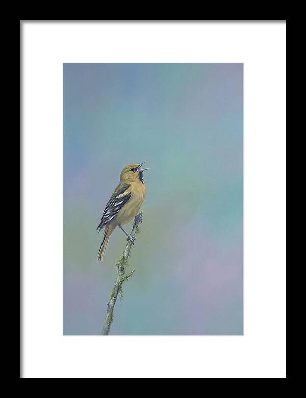 Oriole Singing From Branch