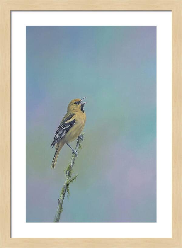 Oriole Singing From Branch