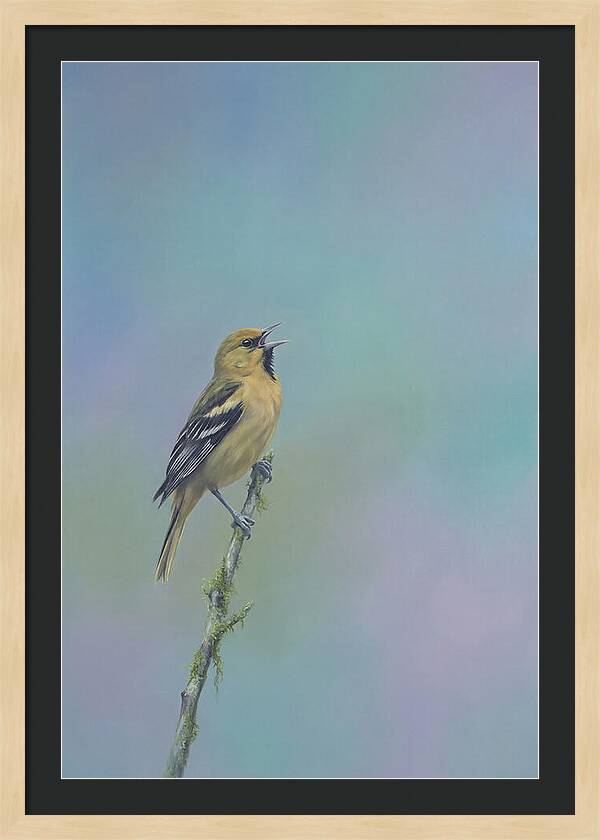 Oriole Singing From Branch