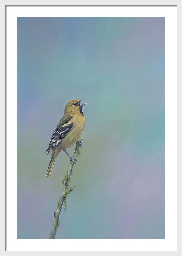 Oriole Singing From Branch