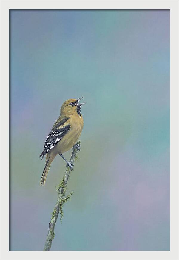 Oriole Singing From Branch