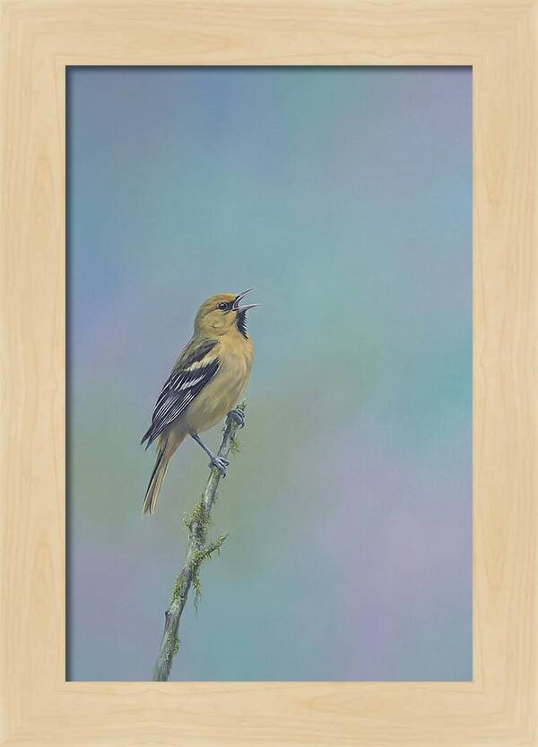 Oriole Singing From Branch