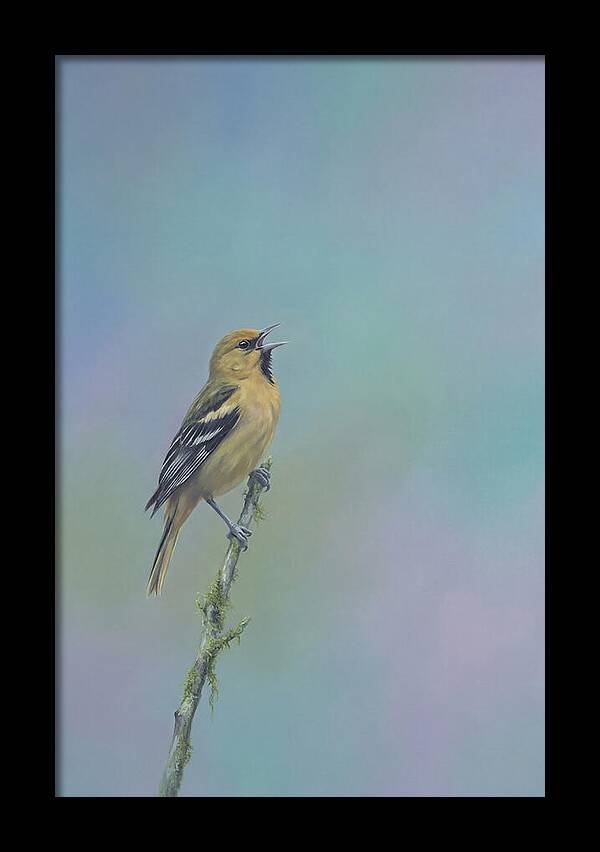 Oriole Singing From Branch