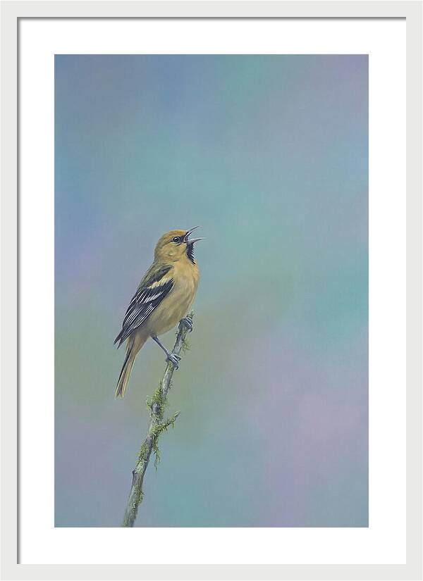 Oriole Singing From Branch