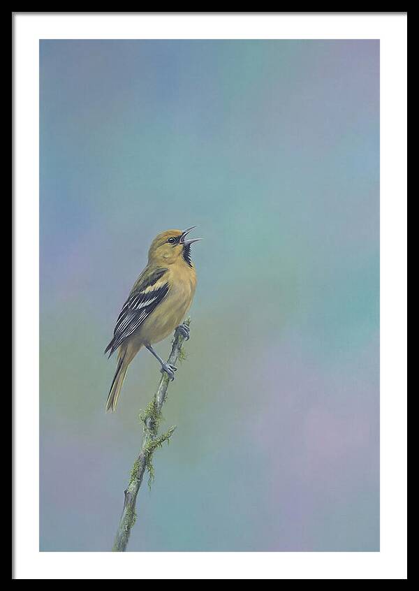 Oriole Singing From Branch