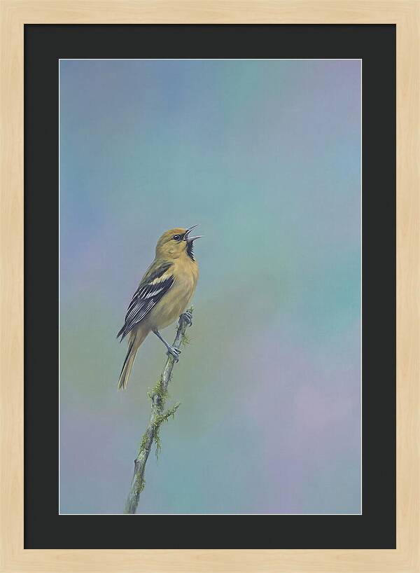 Oriole Singing From Branch