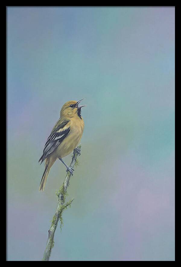 Oriole Singing From Branch