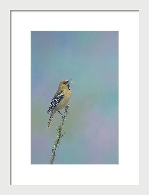 Oriole Singing From Branch