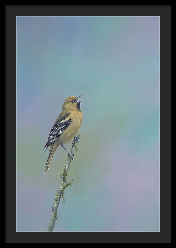 Oriole Singing From Branch