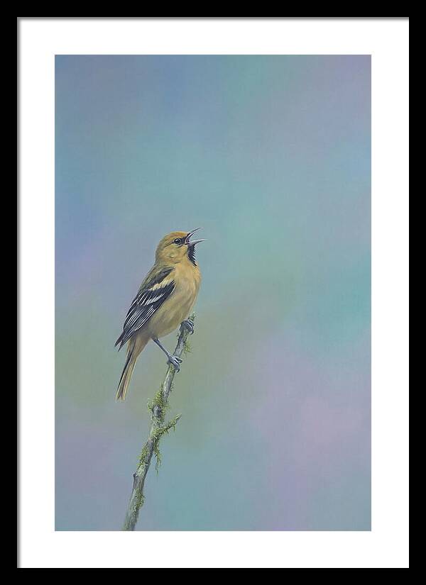 Oriole Singing From Branch