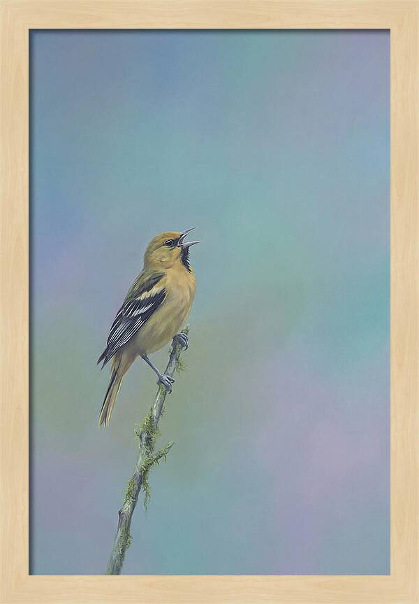 Oriole Singing From Branch