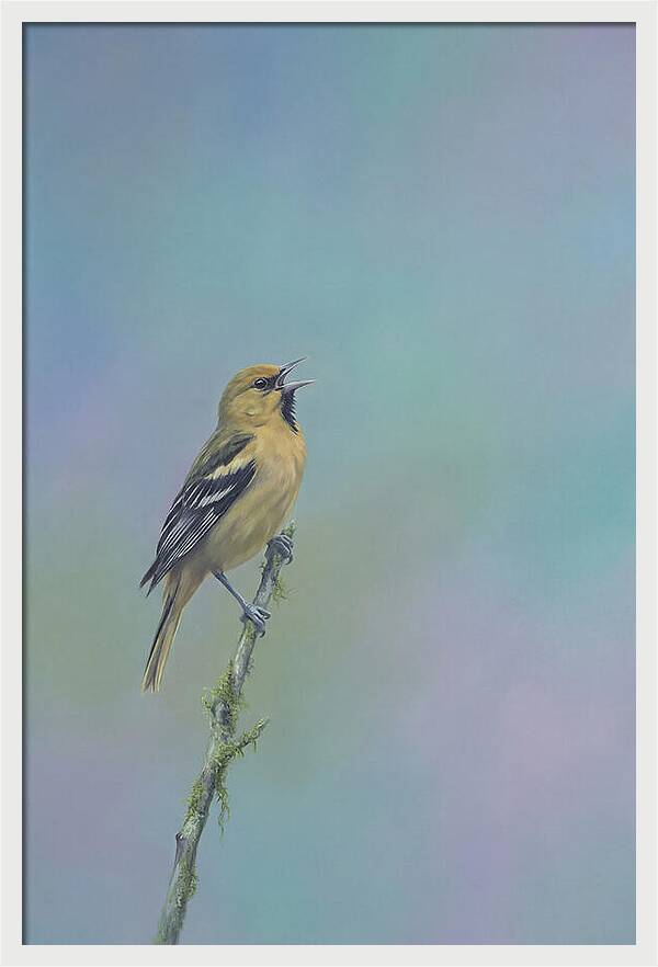 Oriole Singing From Branch