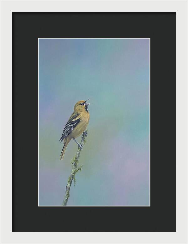 Oriole Singing From Branch