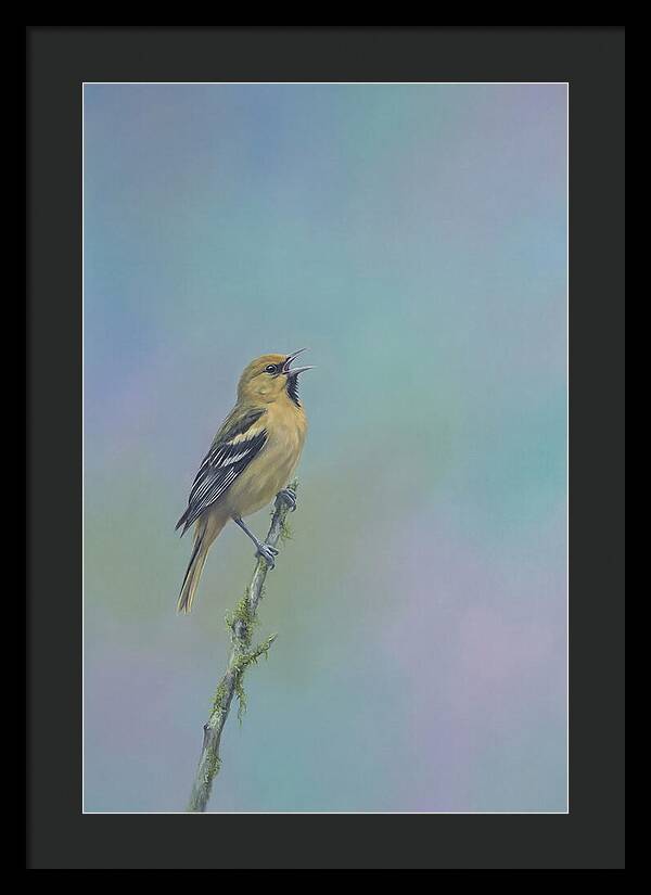 Oriole Singing From Branch