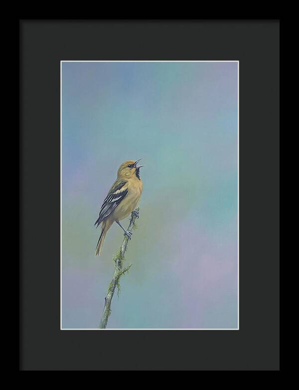 Oriole Singing From Branch