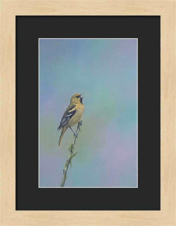 Oriole Singing From Branch