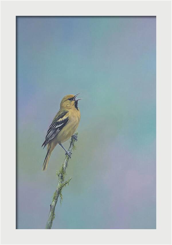 Oriole Singing From Branch