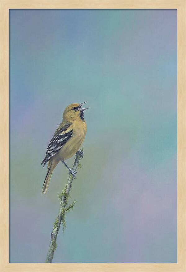 Oriole Singing From Branch