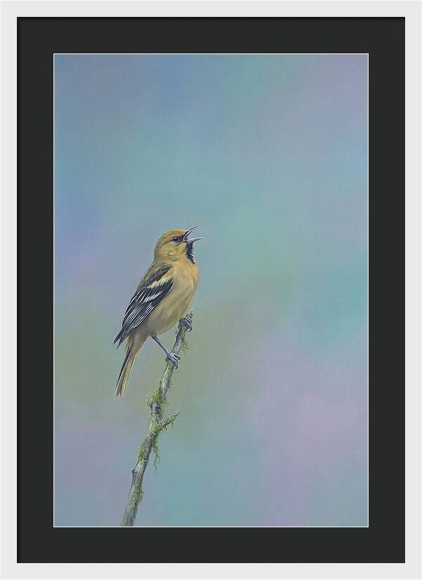 Oriole Singing From Branch
