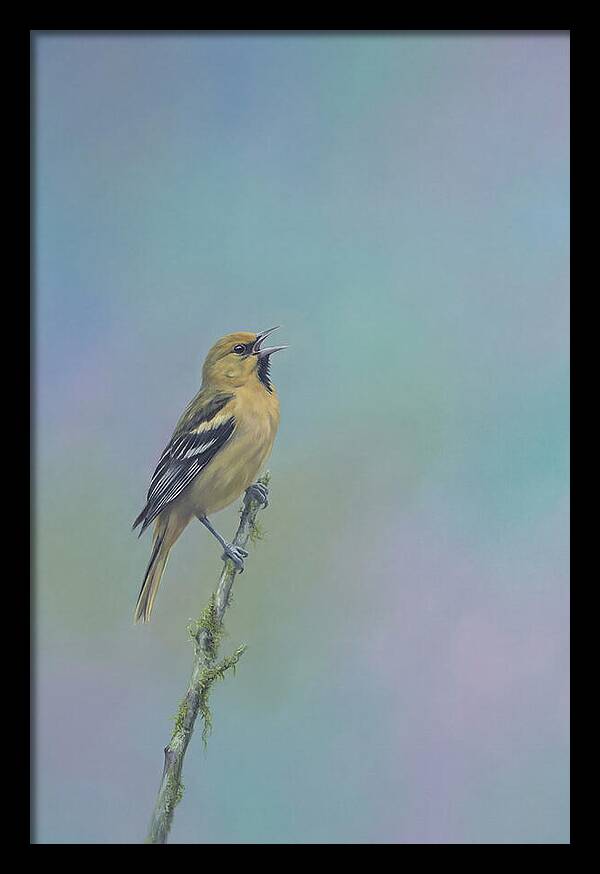 Oriole Singing From Branch