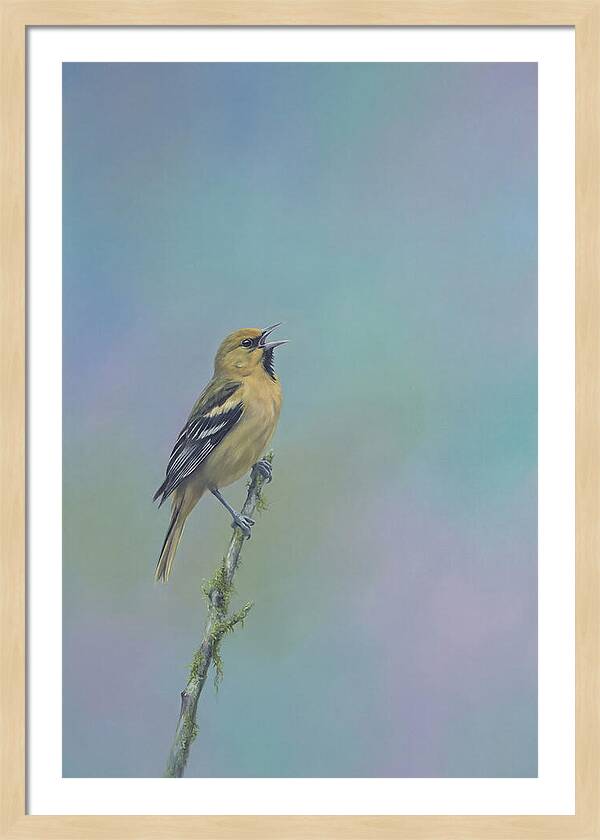Oriole Singing From Branch