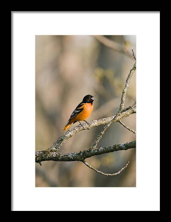Oriole Singing From Branch