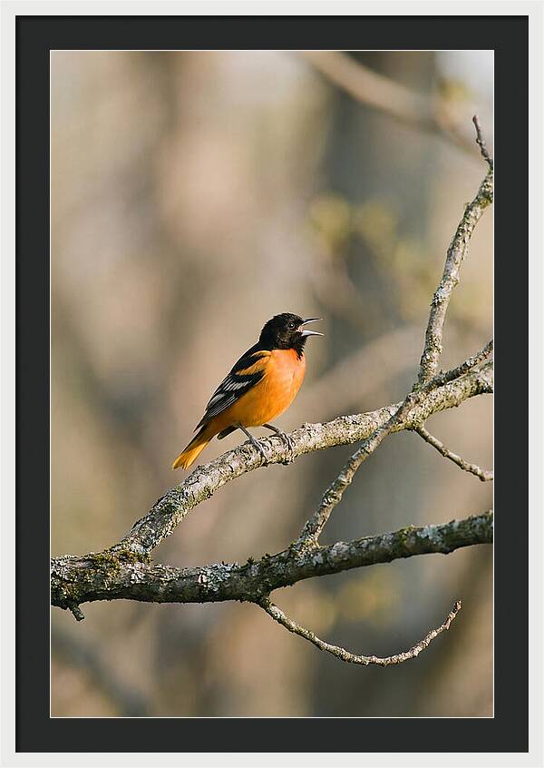 Oriole Singing From Branch