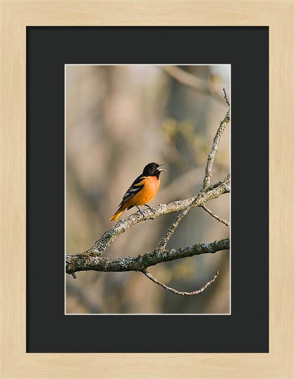 Oriole Singing From Branch