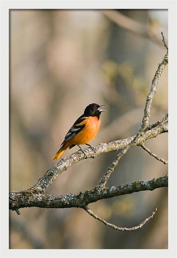 Oriole Singing From Branch
