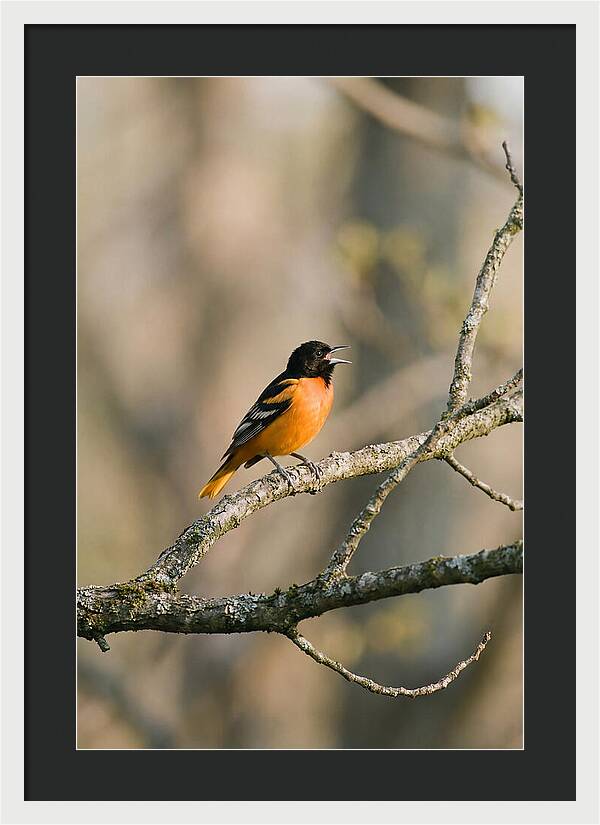 Oriole Singing From Branch