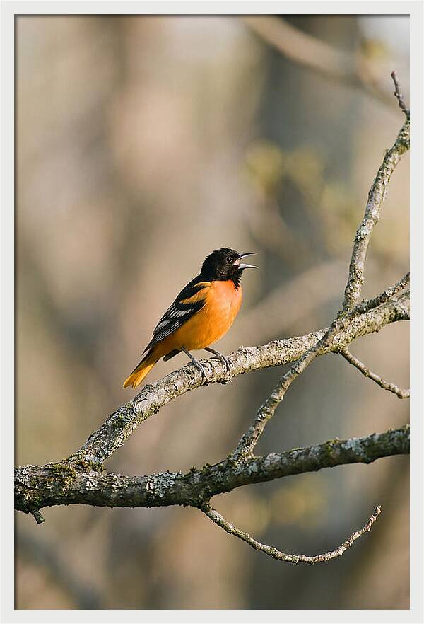 Oriole Singing From Branch