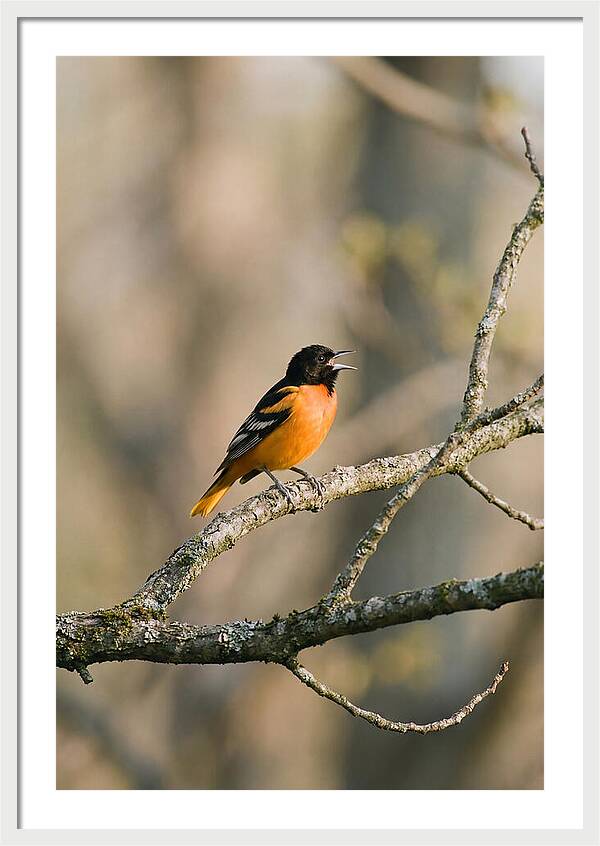 Oriole Singing From Branch