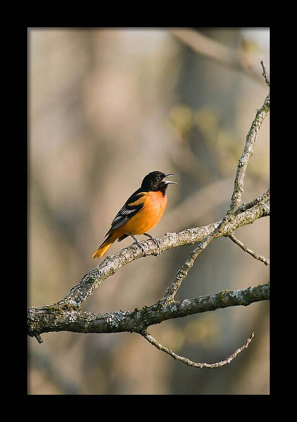 Oriole Singing From Branch