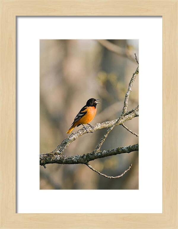 Oriole Singing From Branch
