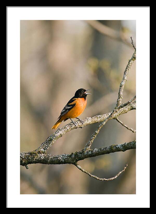 Oriole Singing From Branch