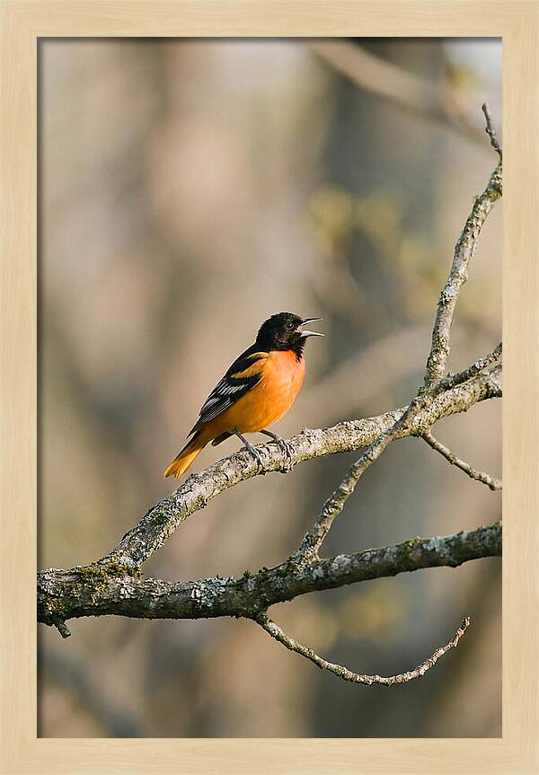 Oriole Singing From Branch