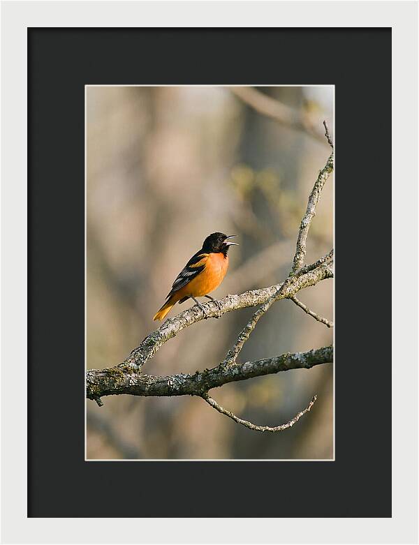 Oriole Singing From Branch