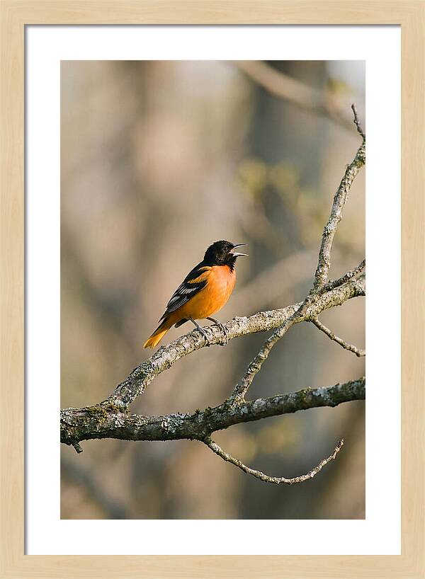 Oriole Singing From Branch