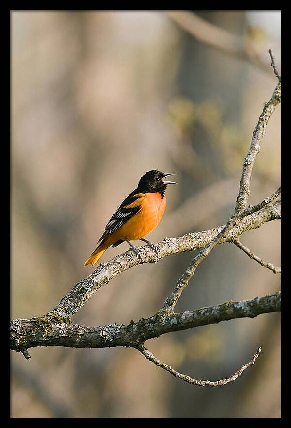 Oriole Singing From Branch