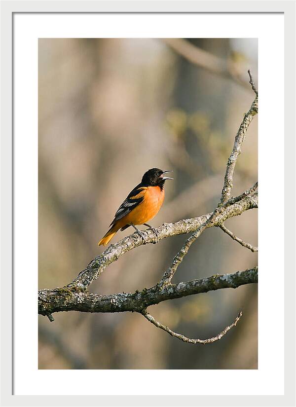 Oriole Singing From Branch