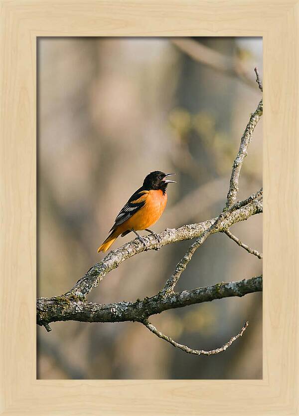 Oriole Singing From Branch