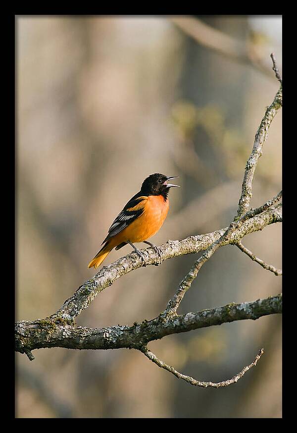 Oriole Singing From Branch