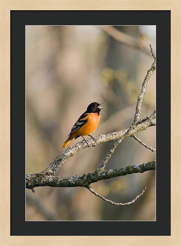 Oriole Singing From Branch