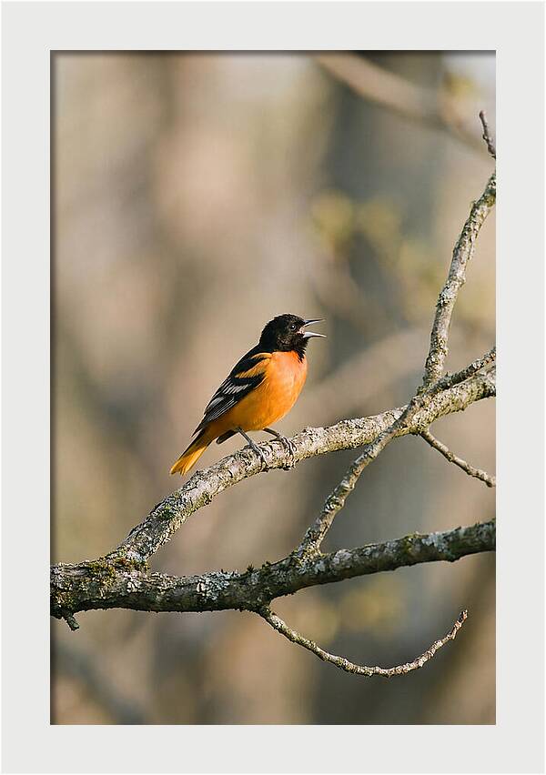 Oriole Singing From Branch