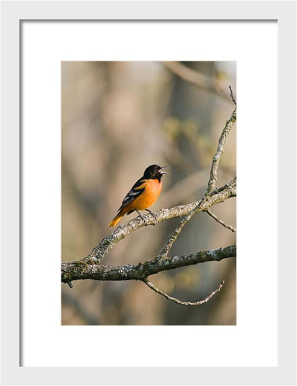 Oriole Singing From Branch