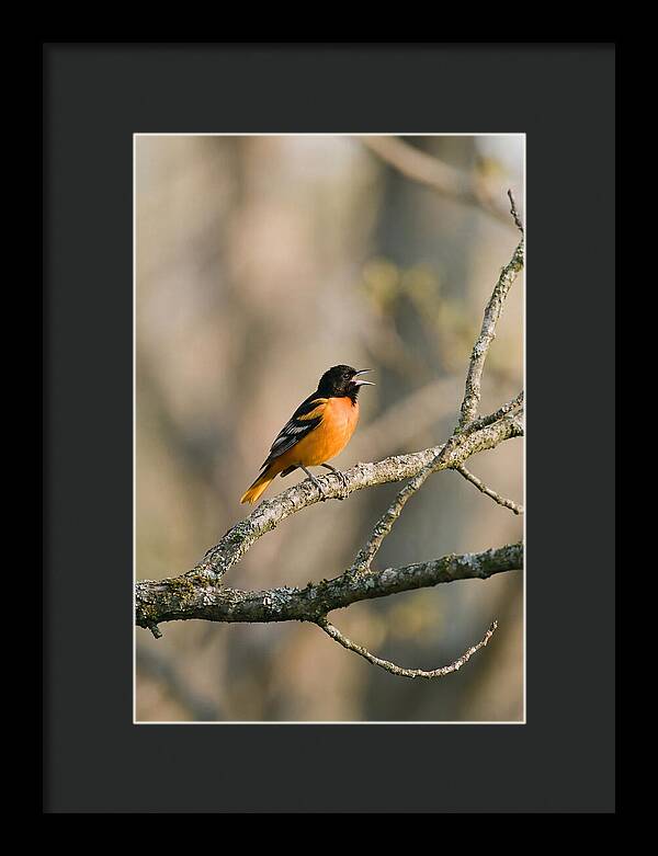 Oriole Singing From Branch