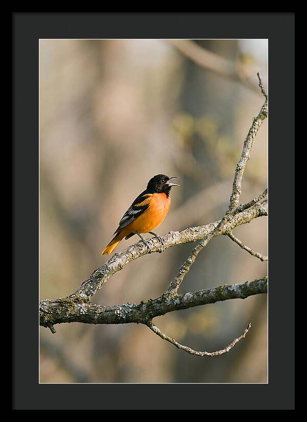 Oriole Singing From Branch